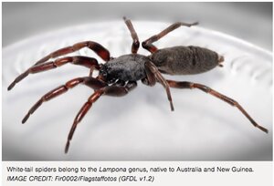White tail spider.jpeg
