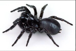 Funnel web.jpeg