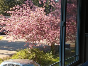 IMG_20200420_174156333.jpg