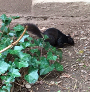 blacksquirrel.jpeg.png
