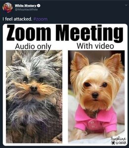 yorkie.jpg