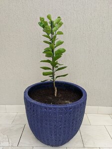 IMG_20200428_123905.jpg