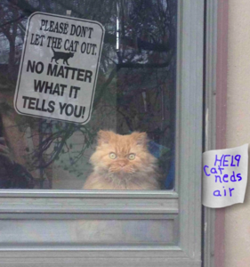 pleasedontletcatout.png