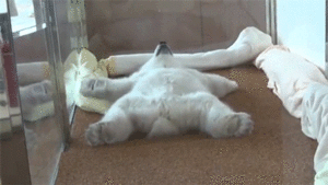 beargif.gif