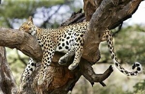 leopardinree.jpg