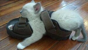 catinshoe.jpg