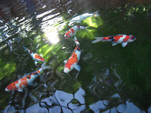 koi 005.jpg