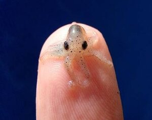 baby squid on finger.jpg