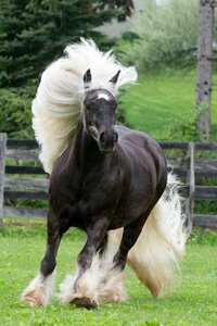 Horse3.jpg