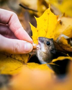 Mouse - Ossi Saarinen.jpg