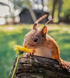 Squirrel3 - Ossi Saarinen.jpg