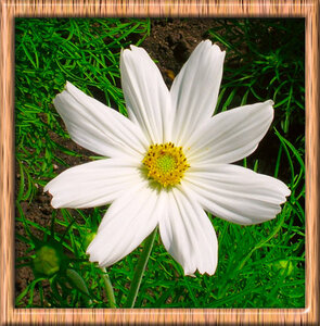framedwhiteflower.jpg