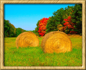 hay2.jpg