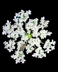 flowersbug2.jpg