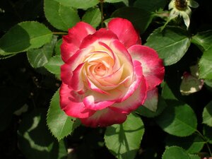 DSCN1771.JPG
