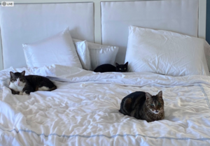 3catsinthebedmay2020.png 3catsinthebedmay2020.png