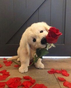 flowerpuppy.jpg