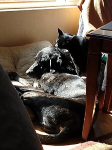 IMG_20200505_155133034.jpg