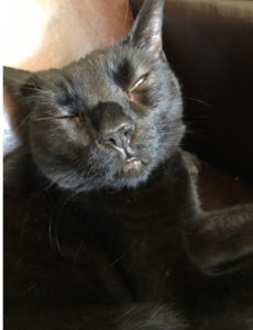 francescaonmylap.png