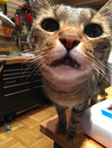 tommyupclose.png