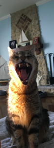 tommyyawning.png