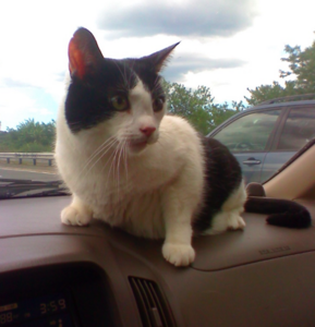fredoncarwindshield.png