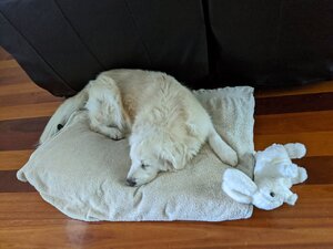 IMG_20200525_113302.jpg