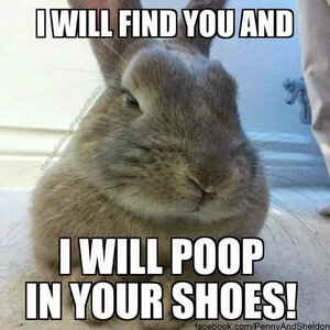 i-will-find-bunny-meme.jpg