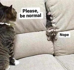 Normal not normal.JPG