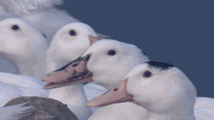B7690EC0-C371-4060-9FAD-A82129EC1808.gif