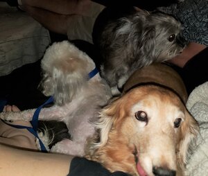 Pups.jpg Pups.jpg