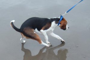 BeachFrodo.jpg