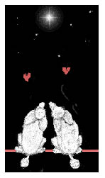 blueroses_love.jpg