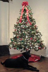 sierraxmas.jpg