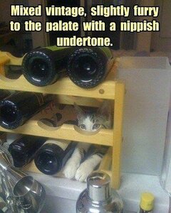 winekittyoftheday.jpg