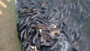 BCDEA238-94B5-4A0D-8962-919CB93DB50A.gif