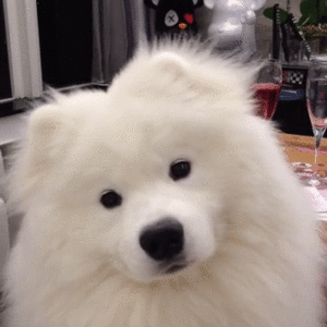 disoriented.gif