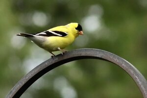 yellowbird2020.jpg