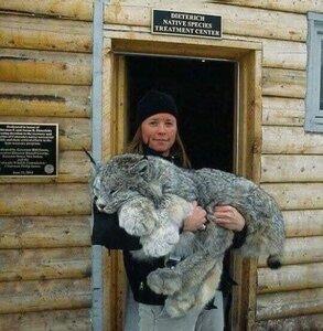candianlynx.jpg