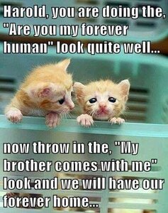 pleaseadoptus.jpg