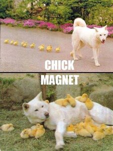 chickmagnet.jpg