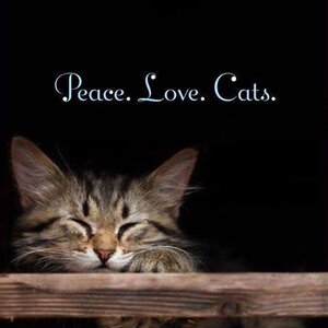 peacelovecats.jpg