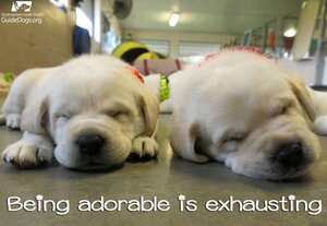 adorable.jpg
