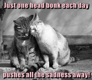 headbonk.jpg
