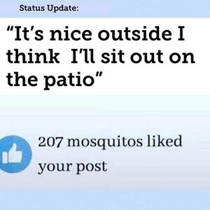 mosquitobait.jpg