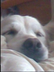 anothersleepypup.jpg