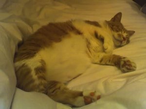 lassiethecat.JPG