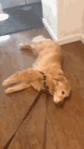 tenor (57).gif