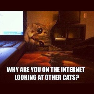 a2592f8d53af1bd6fc1cc62c83fbae75--funny-things-funny-stuff.jpg