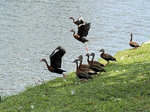 blackbelliedwhistlingducksflyingaway.jpg